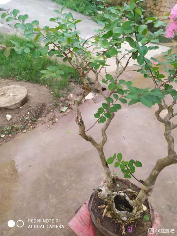 紫薇下山桩450元 价格贵吗 怎么填 图片