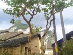 紫薇下山桩450元 价格贵吗 怎么填 图片