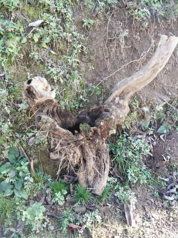 为什么玩紫薇下山桩的人不多 图片