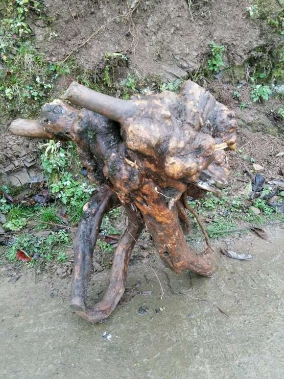 为什么玩紫薇下山桩的人不多 图片