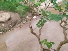 为什么玩紫薇下山桩的人不多 图片