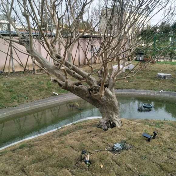 这棵紫薇下山桩 价格7万 怎么样 图片