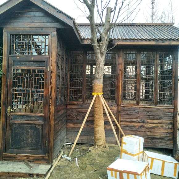 这棵紫薇下山桩 价格7万 怎么样 图片