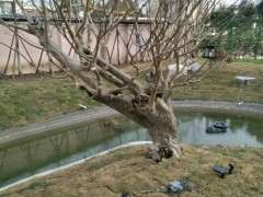 这棵紫薇下山桩 价格7万 可以吗 图片