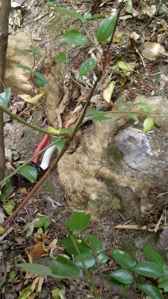 发现很多紫薇下山桩 值得挖吗 图片