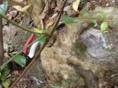 发现很多紫薇下山桩 值得挖吗 图片