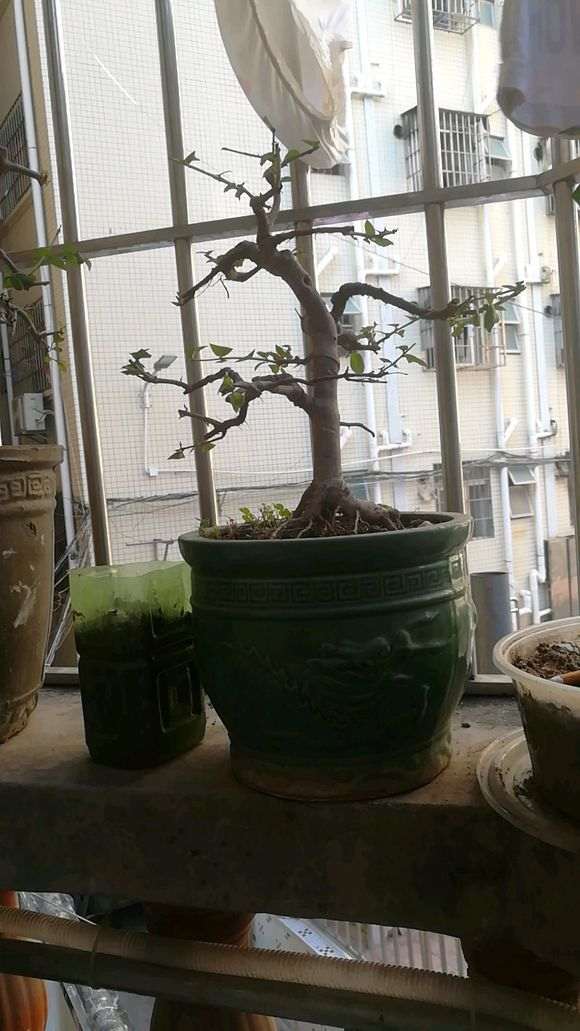 紫薇下山桩生病了 帮忙看看怎么办 图片