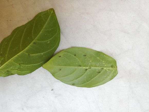 紫薇下山桩生病了 帮忙看看怎么办 图片