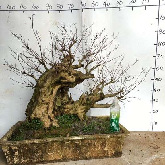 紫薇下山桩老桩 7000价格 贵吗 图片