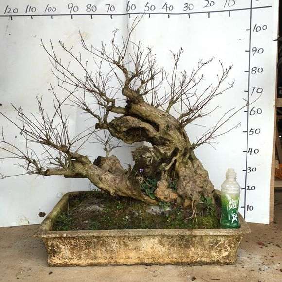 紫薇下山桩老桩 7000价格 贵吗 图片