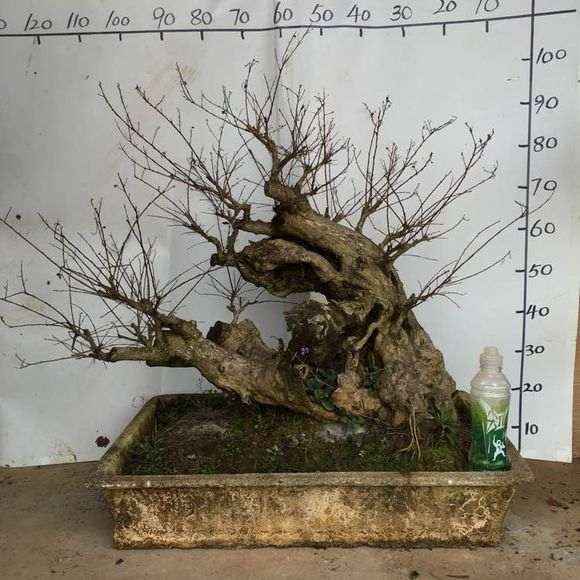 紫薇下山桩老桩 7000价格 贵吗 图片