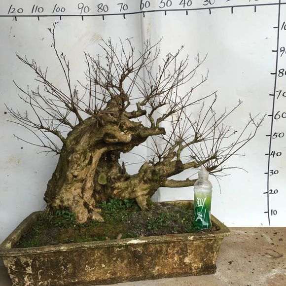 紫薇下山桩老桩 7000价格 贵吗 图片