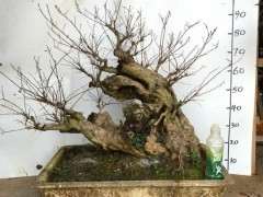 紫薇下山桩老桩 7000价格 贵吗 图片