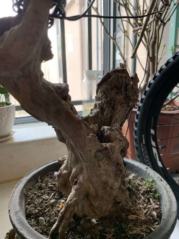 紫薇下山桩老桩 500元 怎么样 图片