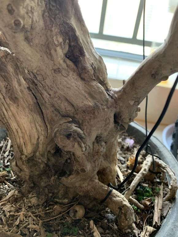 紫薇下山桩老桩 500元 怎么样 图片
