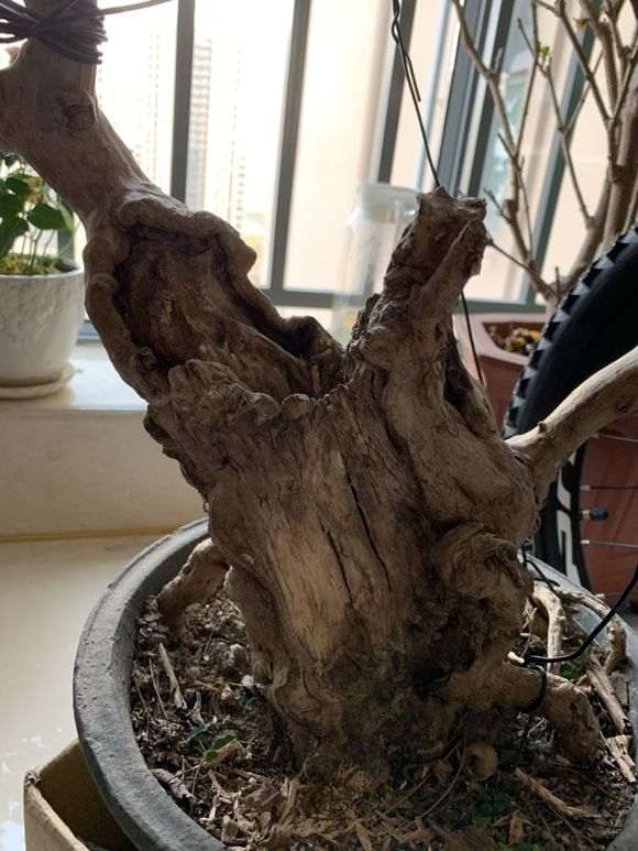 紫薇下山桩老桩 500元 怎么样 图片