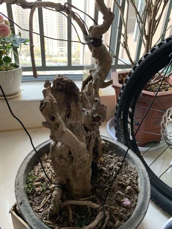 紫薇下山桩老桩 500元 怎么样 图片