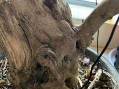 紫薇下山桩老桩 500元 可以吗 图片