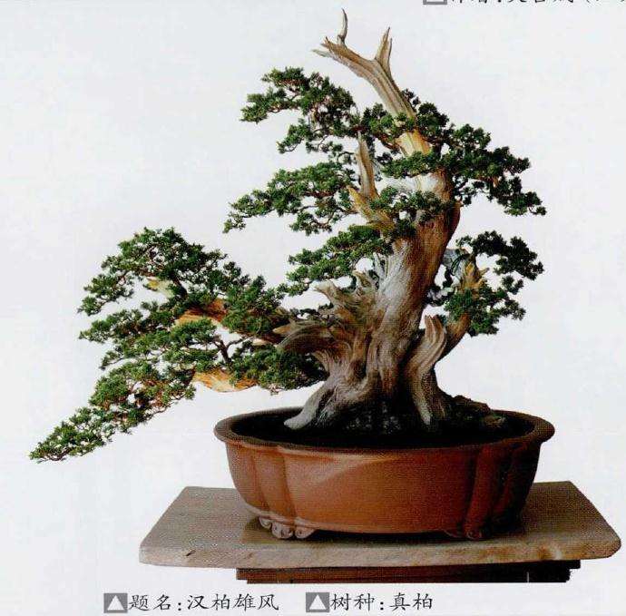 2019中国盆景邀请展在山东举办 图片