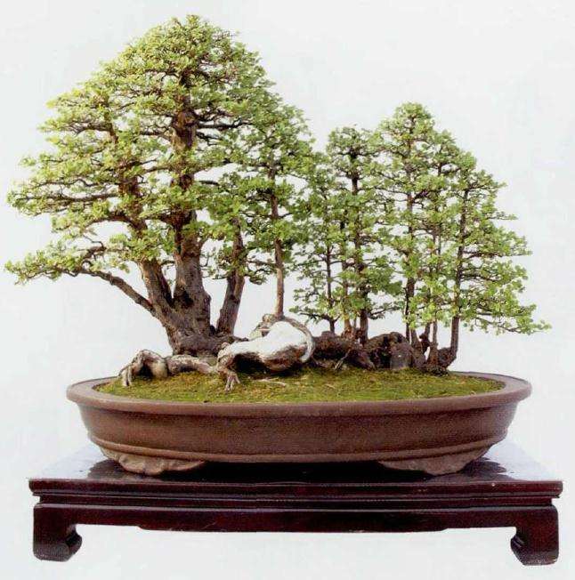 2012年 滁州盆景赏石协会 图片