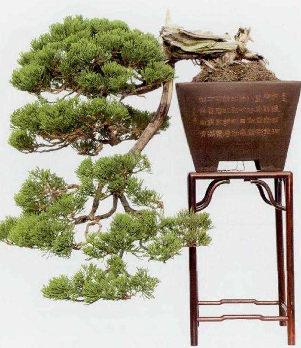 2012年 滁州盆景赏石协会 图片