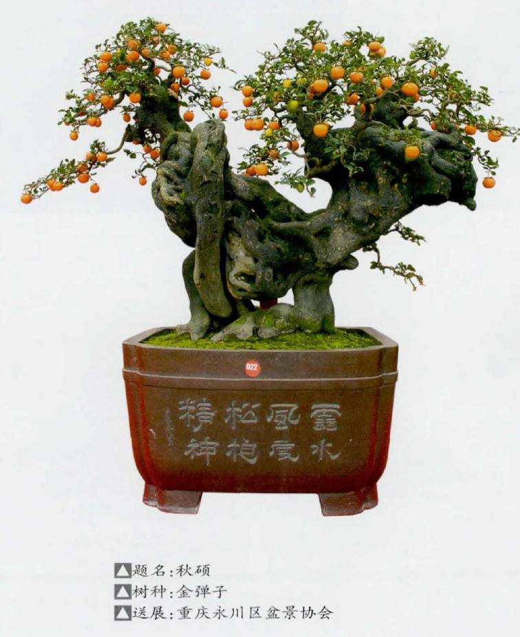 2019 第八届中国盆景学术研讨会 图片