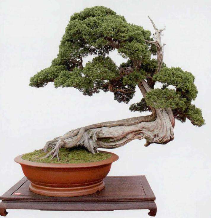 2019 第八届中国盆景学术研讨会 图片