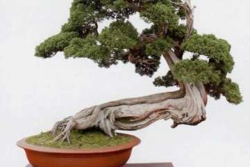 2019 第八届中国盆景学术研讨会 图片