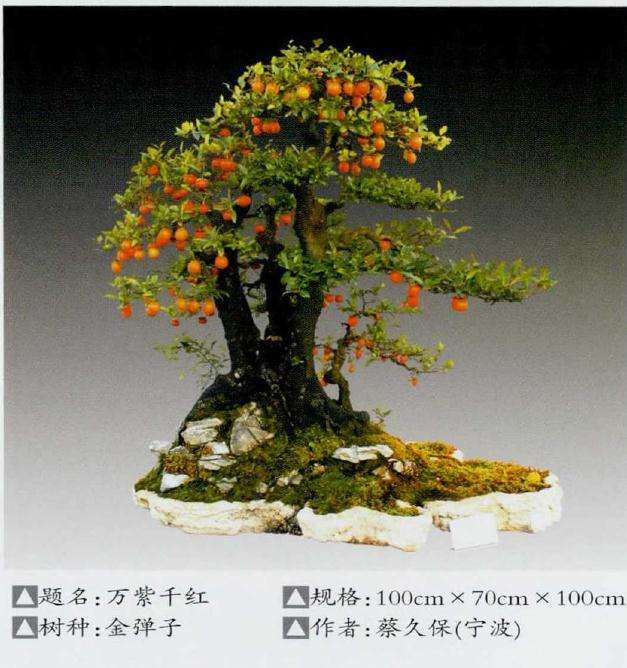 2019 浙江省第九届盆景艺术展 图片