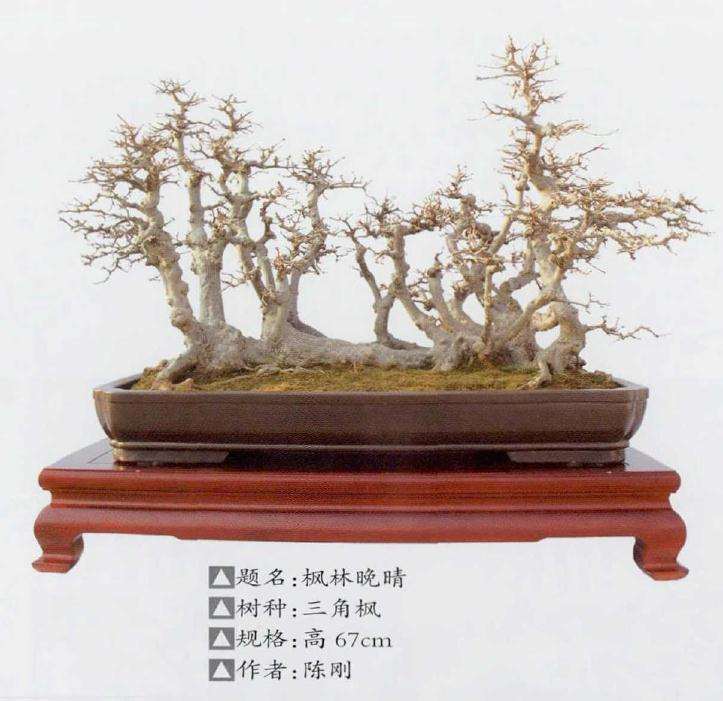 2019 浙江省第九届盆景艺术展 图片