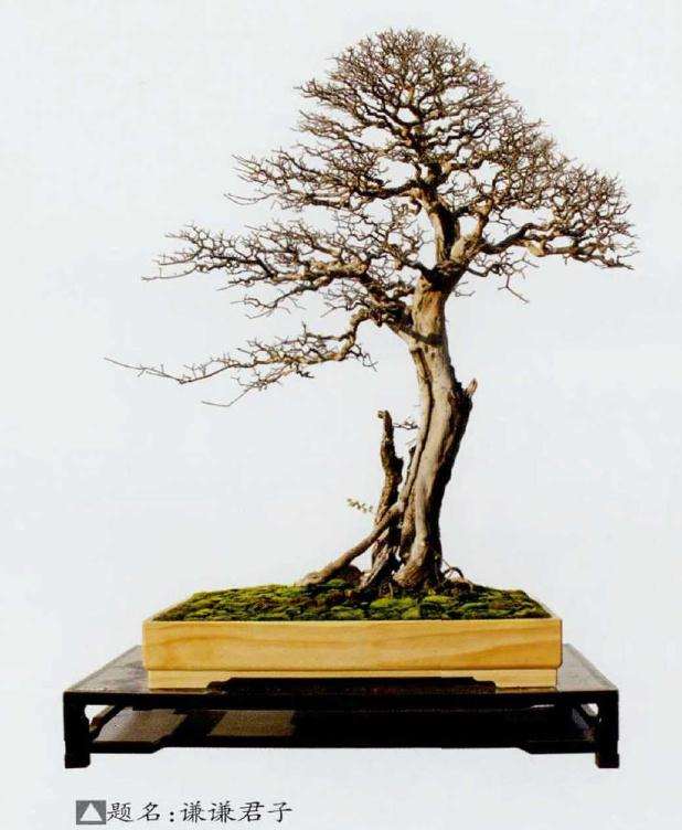 2019 浙江省第九届盆景艺术展 图片