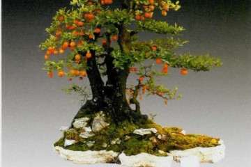 2019 浙江省第九届盆景艺术展 图片