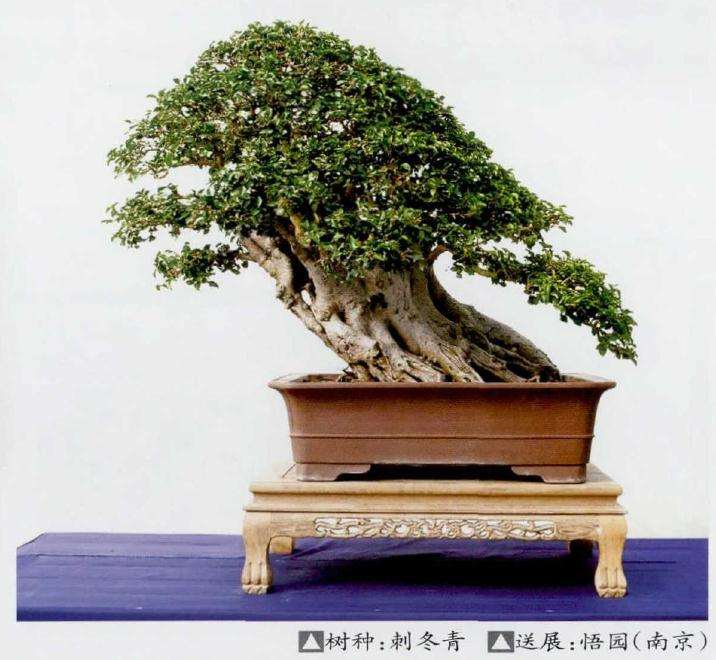 盆景乐园 十年发展 有目共睹 图片