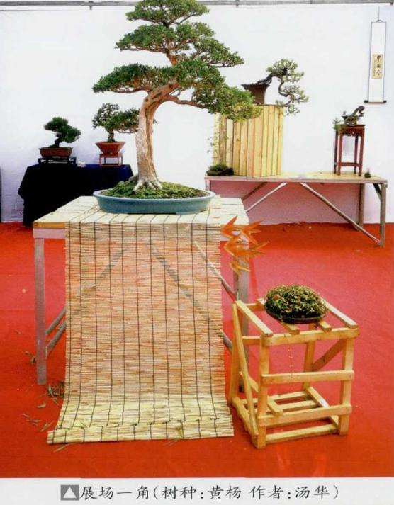 盆景乐园 十年发展 有目共睹 图片