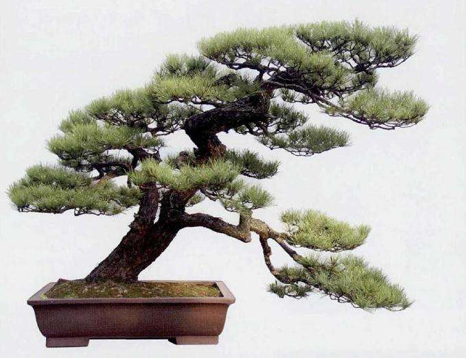 浅谈树冠盆景怎么创作的方法 图片