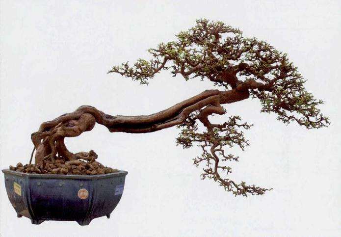 浅谈树冠盆景怎么创作的方法 图片