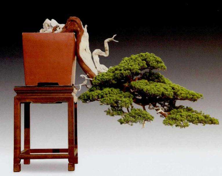 盆景乐园主办第五届中国风盆景展 图片