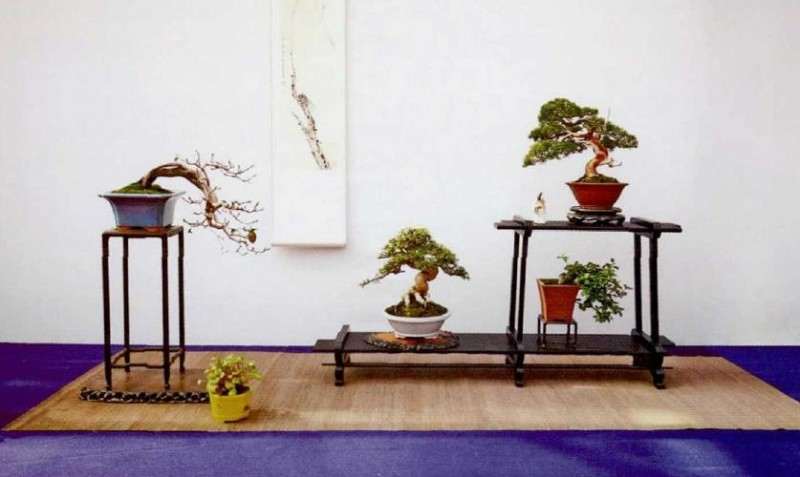 盆景乐园主办第五届中国风盆景展 图片