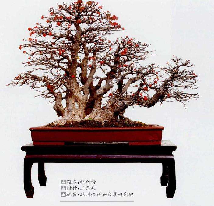 盆景乐园主办第五届中国风盆景展 图片