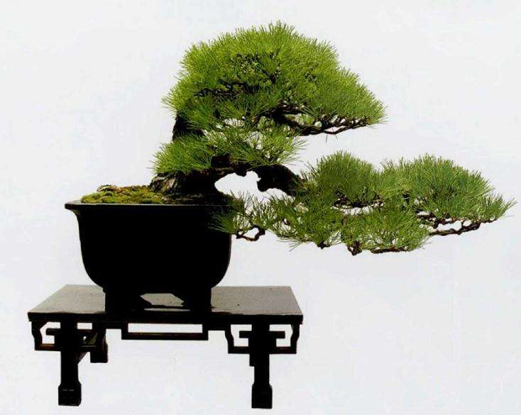 2019 台州市第九届盆景艺术展 图片