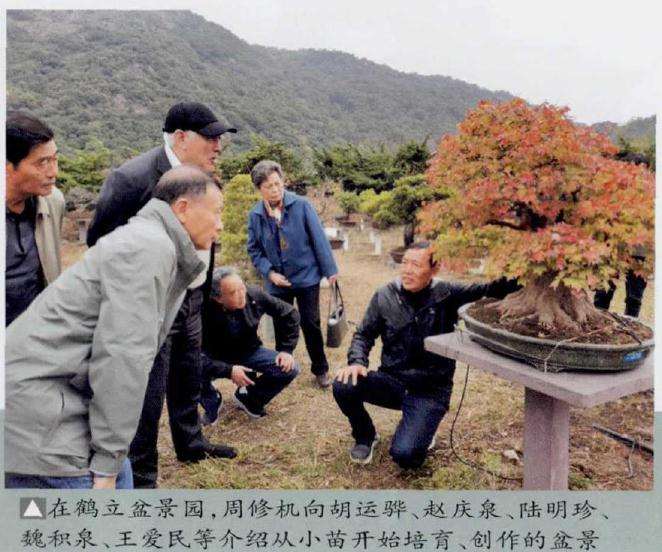 2019 台州市第九届盆景艺术展 图片