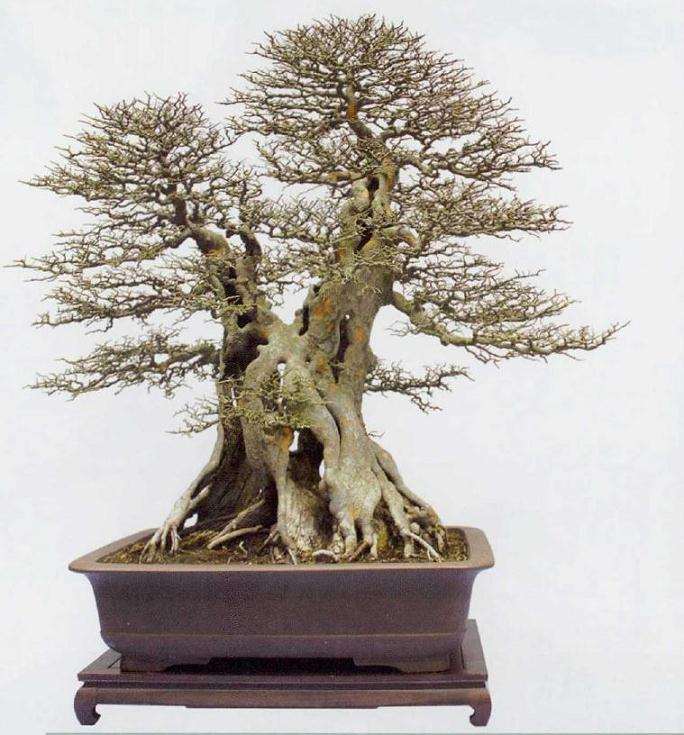 2019 台州市第九届盆景艺术展 图片