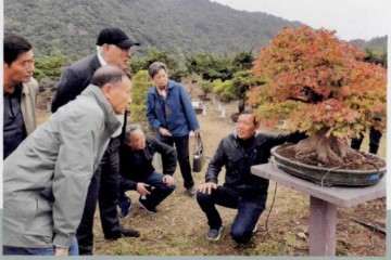 2019 台州市第九届盆景艺术展 图片