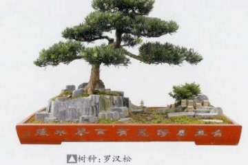 2019 武汉市举行第十四届盆景展 图片