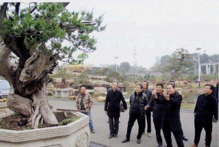 2019 访问武汉屹园盆景博物馆 图片