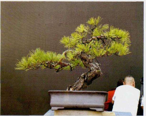 李克文荣获盆景乐园终身名誉站长 图片