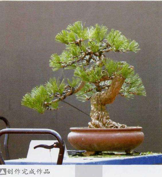 李克文荣获盆景乐园终身名誉站长 图片