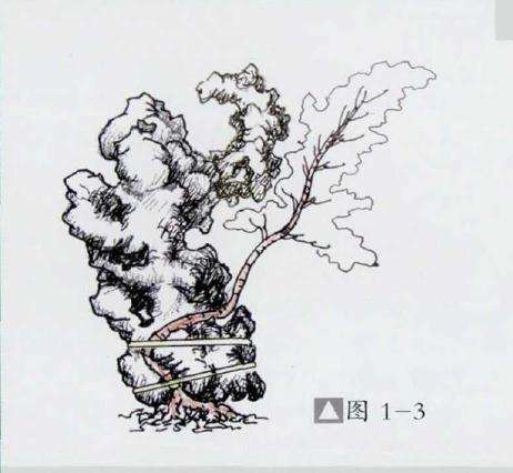 图解 石上捞月式盆景怎么制作的方法