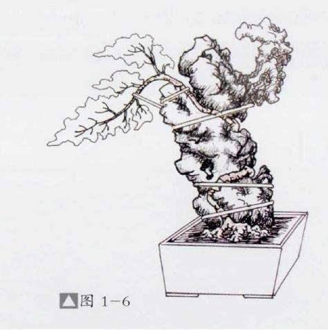 图解 石上捞月式盆景怎么制作的方法