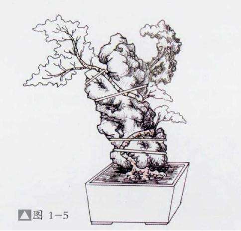 图解 石上捞月式盆景怎么制作的方法